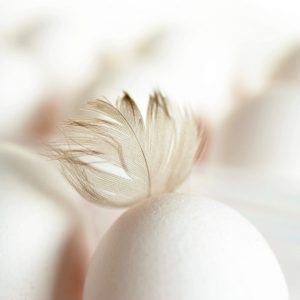 egg, feather, chicken feather-4026167.jpg